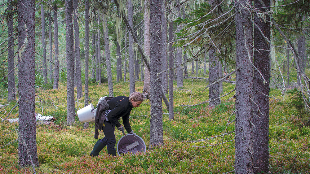 A foreign berry picker is picking blue berries in Finnish forest.