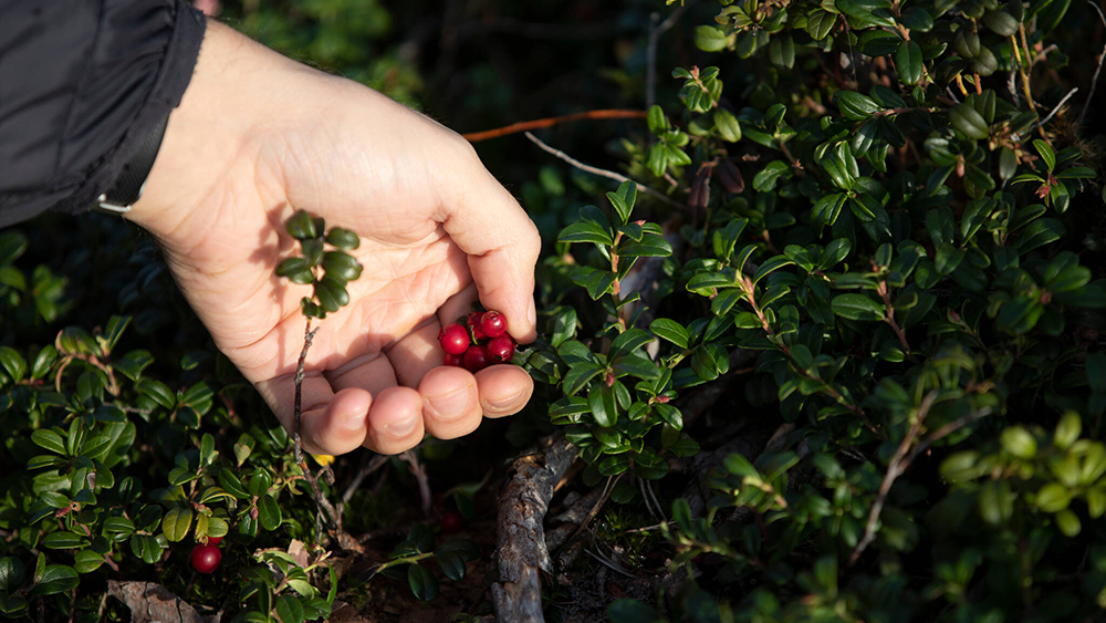 Marjanpoimijan käsi ja muutama puolukka.